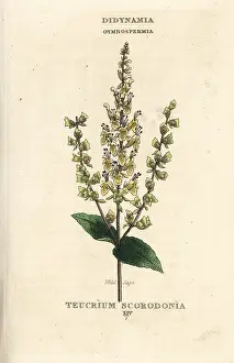 Duppa: Wild sage, Teucrium scorodonia