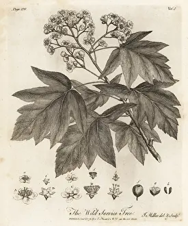 Arborist: Wild service tree, Sorbus torminalis