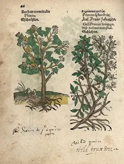 Prune: Wild service tree, Sorbus torminalis, and