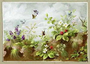 Strawberries: Wild strawberries and heather