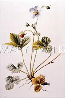 Fragaria: WILD STRAWBERRY