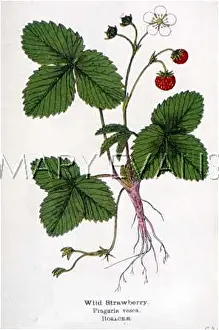 Fragaria: WILD STRAWBERRY