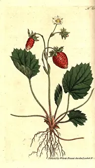 Fragaria: Wild strawberry, Fragaria vesca