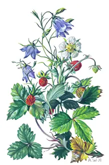 Harebell: Wild Strawberry and Harebell