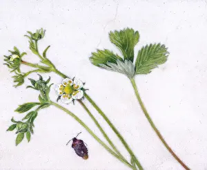 Helga Crouch: Wild strawberry and shield bug