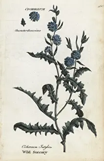 Chicory: Wild succory or chicory, Cichorium intybus