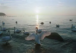 Swans: Wild swans, 1991