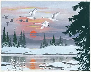 Mute: Wild swans in flight with setting sun