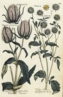 Teasel: Wild teasel, Dipsacus sylvestris, and shepherds