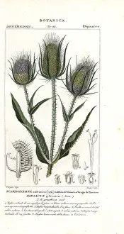 Verico: Wild teasel or fuller's teasel, Dipsacus fullonum