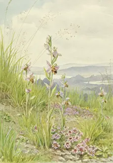 Thyme: Wild Thyme and Bee Orchis in a coastal landscape