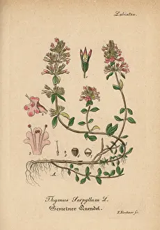 Thyme: Wild thyme, Thymus serpyllum