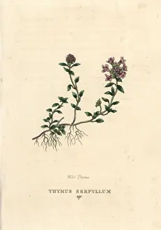Thyme: Wild thyme, Thymus serpyllum