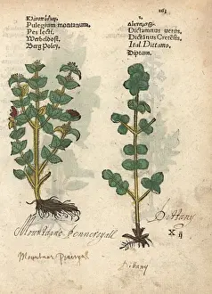 Thyme: Wild thyme, Thymus serpyllum, and dittany