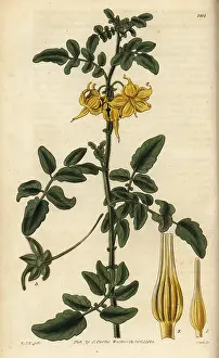Solanum: Wild tomato, Solanum peruvianum