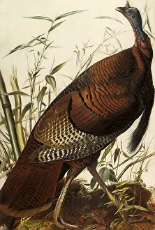 Meleagris: Wild Turkey
