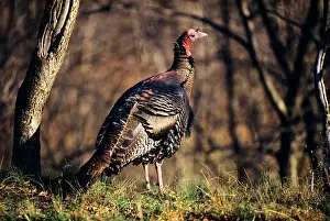 Meleagris: Wild turkey standing on grass in woods