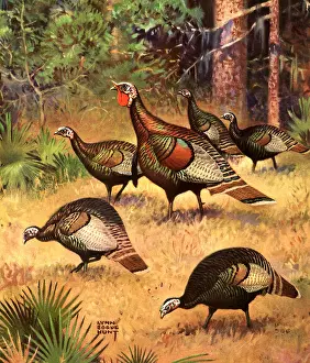 Turkeys: Wild Turkeys