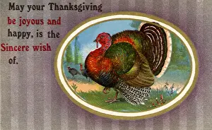 Turkeys: Wild Turkeys