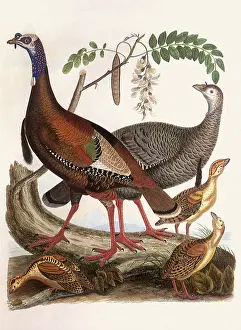 Turkeys: Wild Turkeys