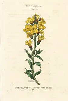 Wallflower: Wild wallflower, Matthiola fruticulosa