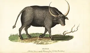 Bubalus: Wild water buffalo, Bubalus arnee