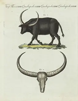 Southeast Asia: Wild water buffalo, Bubalus arnee. Endangered