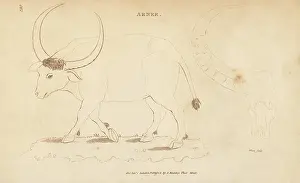 G. Kearsley: Wild water buffalo, Bubalus arnee. Endangered