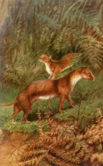 Weasels: Wild Weasels