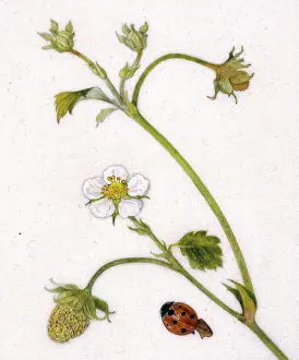 Helga Crouch: Wild white strawberry and ladybird