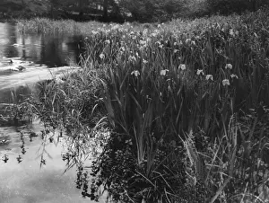 Pseudacorus: WILD YELLOW IRIS
