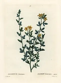 Jasminum: Wild or yellow Jasmine, Jasminum fruticans