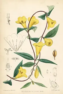 Hanhart: Wild yellow jessamine or false jasmine, Gelsemium