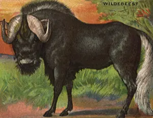Wildebeest: Wildebeest