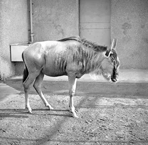 Wildebeest: Wildebeest, also known as a Gnu