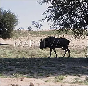 Lurking: WILDEBEEST SILHOUETTE