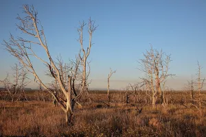 Wildfire: Wildfire damage, Mesa Verde National Park, Colorado, USA