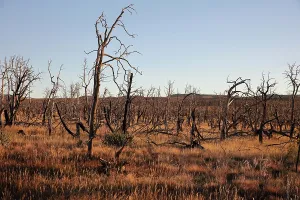 Wildfire: Wildfire damage, Mesa Verde National Park, Colorado, USA