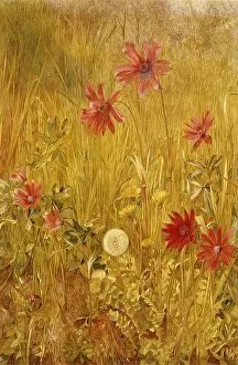 Wildflowers: Wildflowers