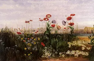 Wildflowers: Wildflowers