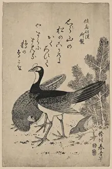 Wildfowl: Wildfowl and pine