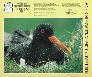 Wilkes: Wildlife Photographer of the Year 1987