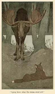 Moose: CALL OF WILD.MOOSE.C20TH