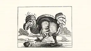 Kindred: Willem Bontekoe's illustration of the dodo
