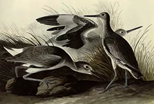 Willets: Willets
