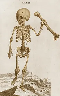 1733: William Cheselden, Osteographia, 1733