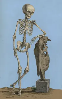 1733: William Cheselden, Osteographia, 1733