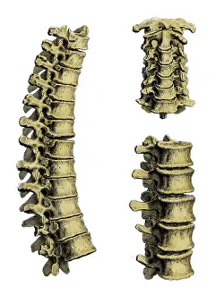 Normal: William Cheselden, Osteographia, 1733