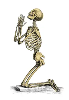 Normal: William Cheselden, Osteographia, 1733