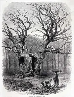 Gnarled: William the Conqueror's Oak, Windsor Great Park
